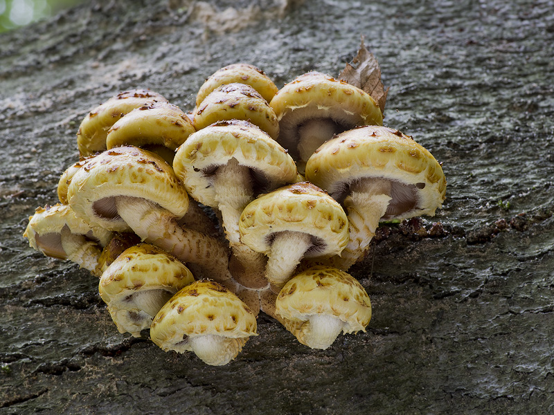 Pholiota adiposa